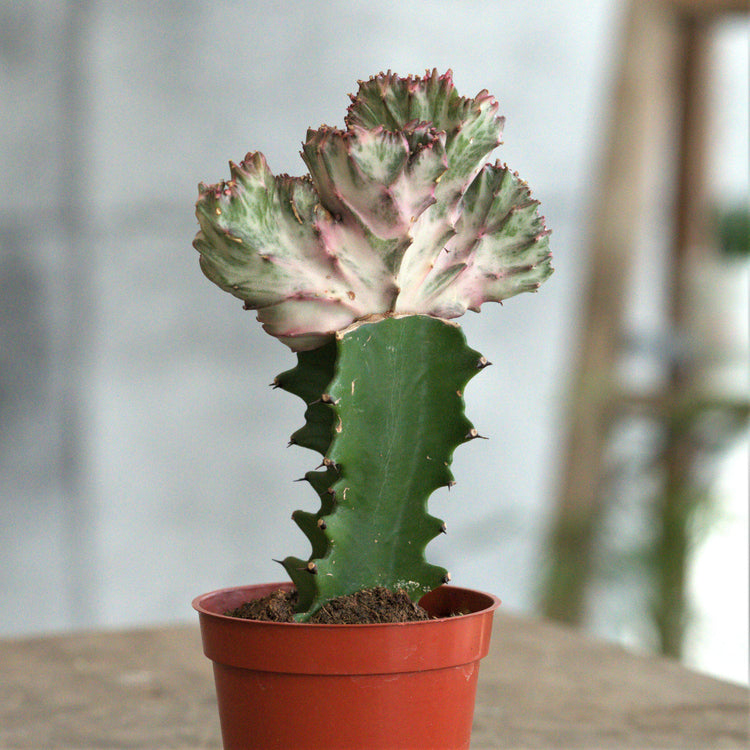 Coral Cactus (Euphorbia) - Plant Collective