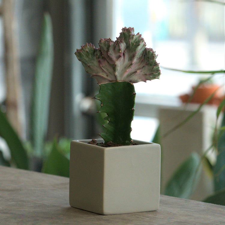 Coral Cactus (Euphorbia) - Plant Collective