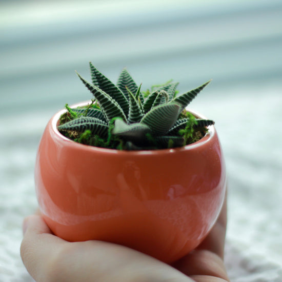 Haworthia "Fairy Washboard" - Plant Collective