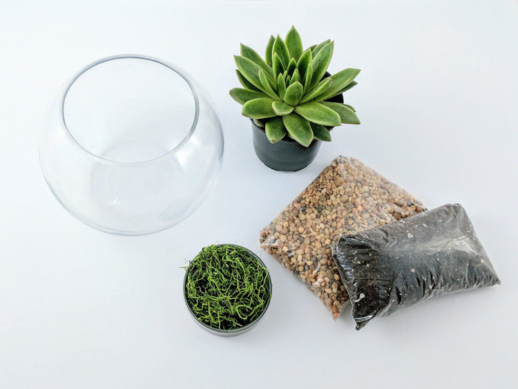 DIY Succulent Terrarium Kit - Fishbowl - Plant Collective