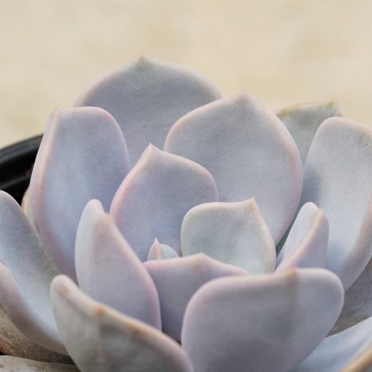 Echeveria Asante Sana - By Plant Collective | Indoor House Plants, Succulents, Air Plants & Terrariums - Toronto Canada