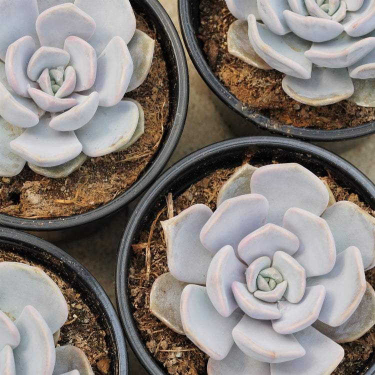 Echeveria Asante Sana - By Plant Collective | Indoor House Plants, Succulents, Air Plants & Terrariums - Toronto Canada