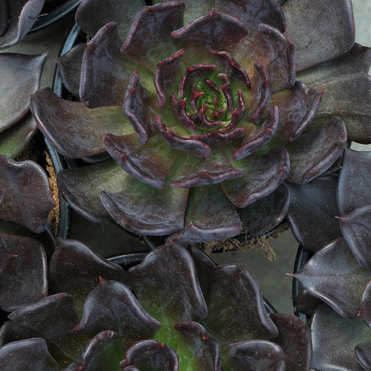 Echeveria Black Prince - Plant Collective