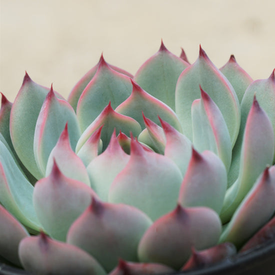 Echeveria Parva - Plant Collective