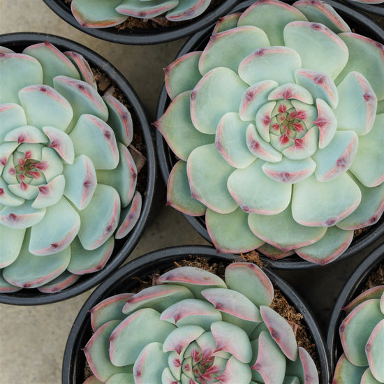 Echeveria Parva - Plant Collective