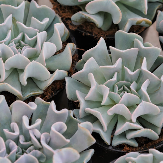 Echeveria Topsy Turvy - Plant Collective