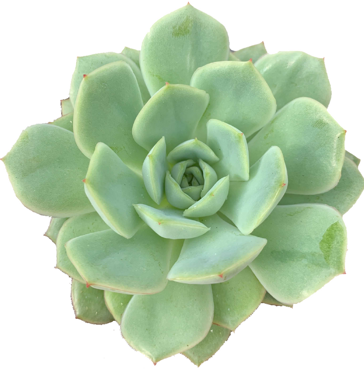 Echeveria California Queen