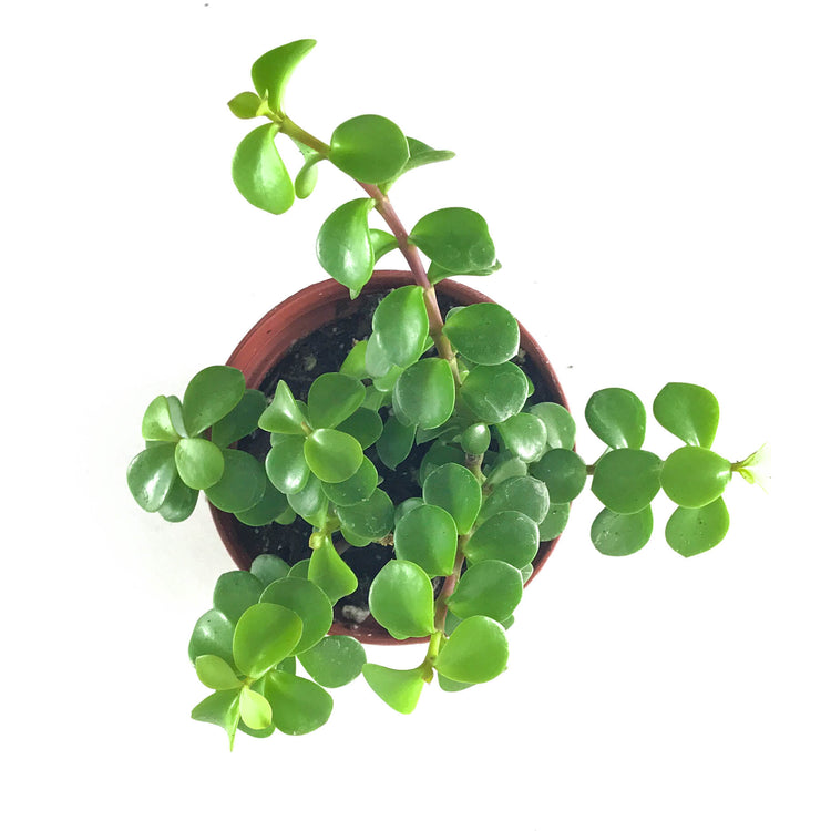 Elephant Plant (Portulacaria afra) - Plant Collective