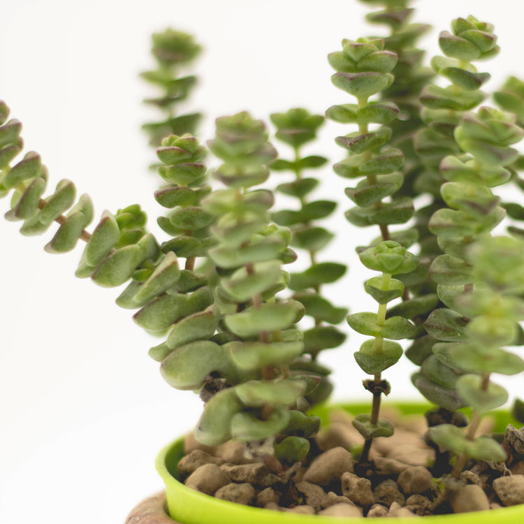 String of Buttons - Plant Collective