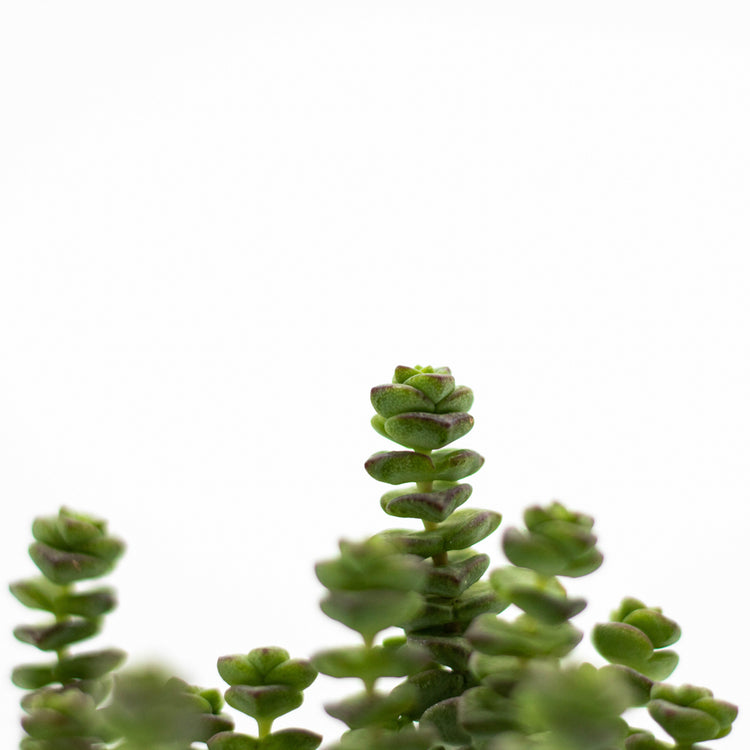 String of Buttons - Plant Collective