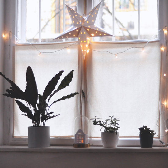 Rattlesnake Plant (Calathea Lancifolia) - Plant Collective