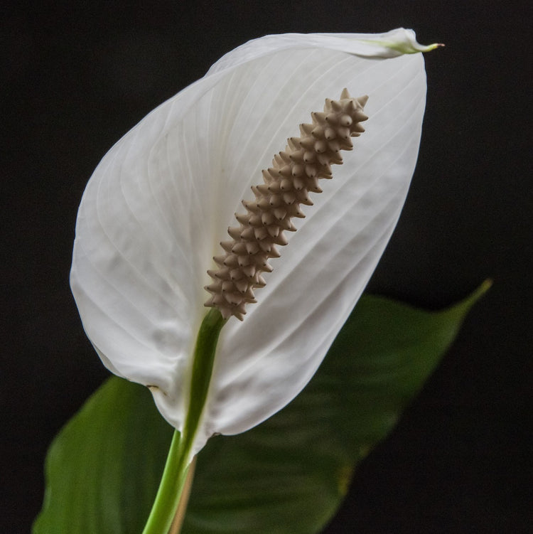 Peace Lily (Spathiphyllum)