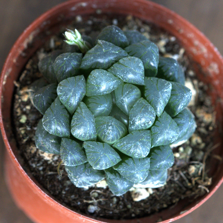 Haworthia Pilifera - Plant Collective