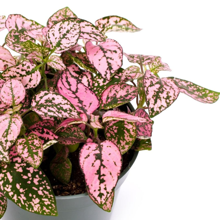 Assorted Polka Dot Plant