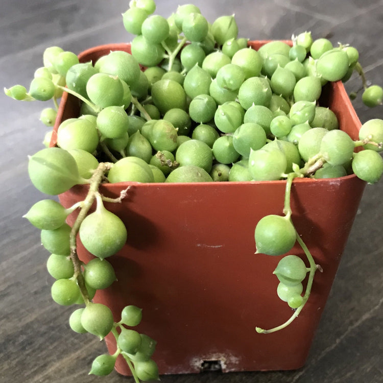 String of Pearls - Plant Collective