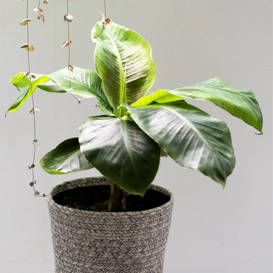 Banana Plant - Plant Collective