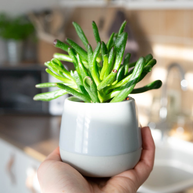 Gollum Jade (Crassula Ovata) - Plant Collective