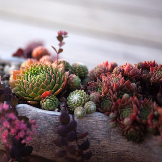 Hens & Chicks (Assorted Varieties) - Plant Collective