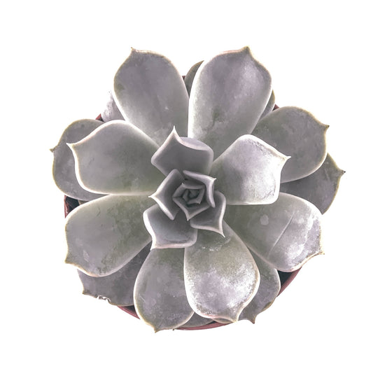 Echeveria Lila Cina - Plant Collective