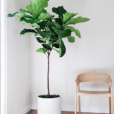 Fiddle Leaf Fig (Tree Form) - Plant Collective