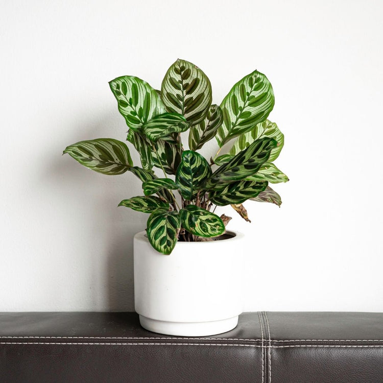 Calathea Makoyana “Peacock Plant”