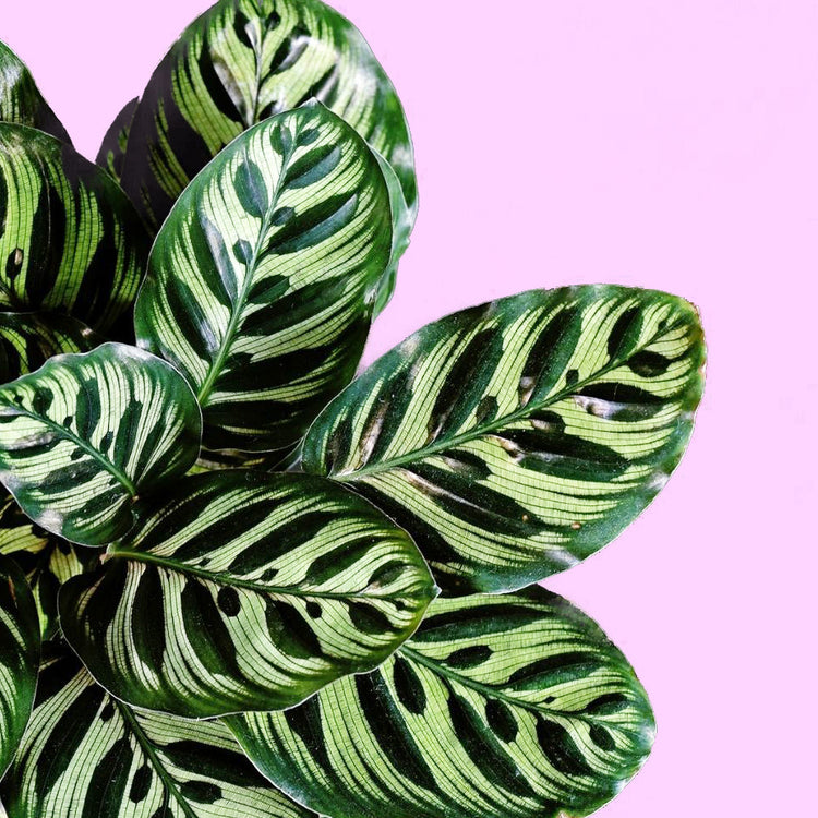 Calathea Makoyana “Peacock Plant”