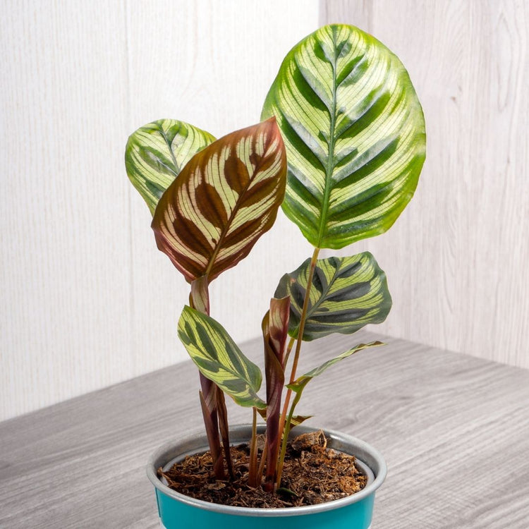 Calathea Makoyana “Peacock Plant”