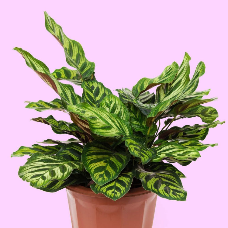 Calathea Makoyana “Peacock Plant”