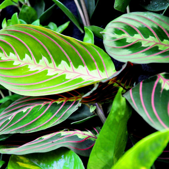 Prayer Plant (Maranta) - Plant Collective