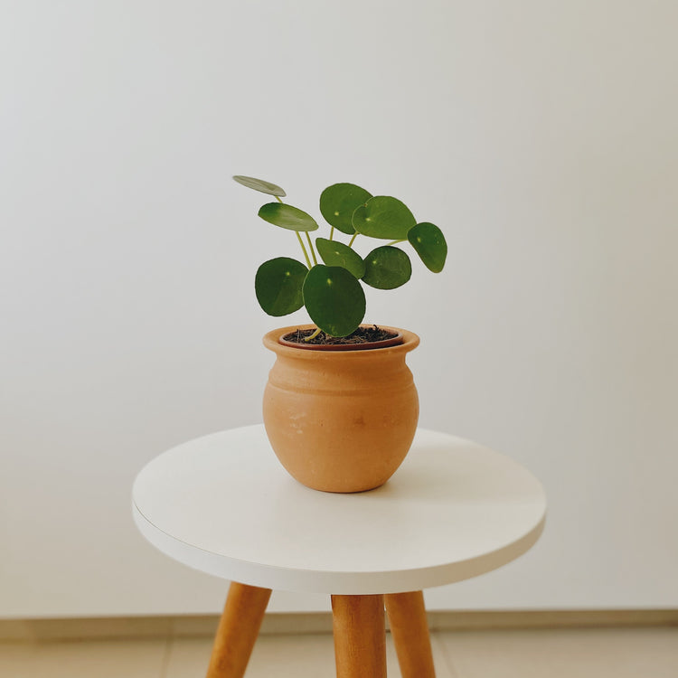 Pilea Pancake Plant - Plant Collective