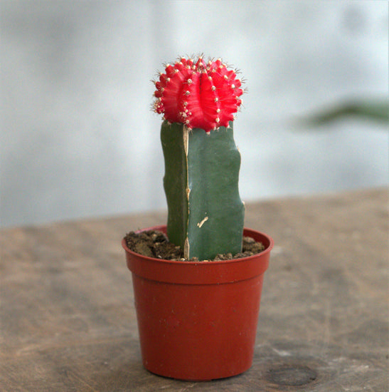 Moon Cactus - Plant Collective