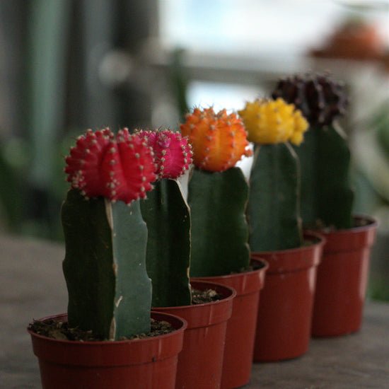 Moon Cactus - Plant Collective