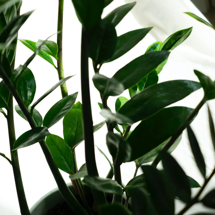 ZZ Plant (Zamioculcas Zamiifolia) - Plant Collective