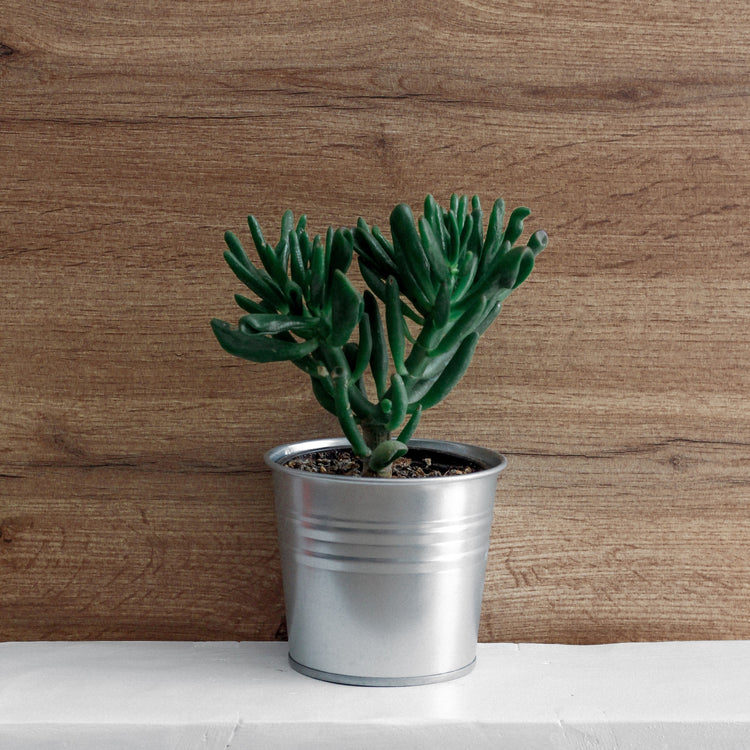 Gollum Jade (Crassula Ovata) - Plant Collective