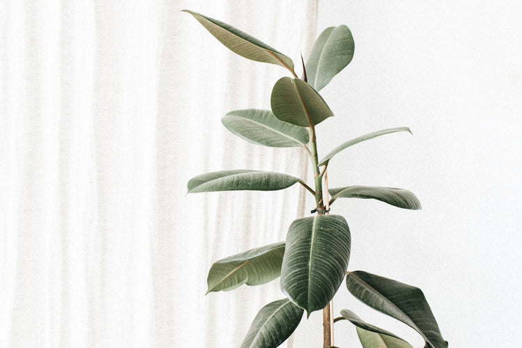 Rubber Plant (Ficus Elastica Burgundy)