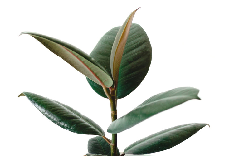 Rubber Plant (Ficus Elastica Burgundy)