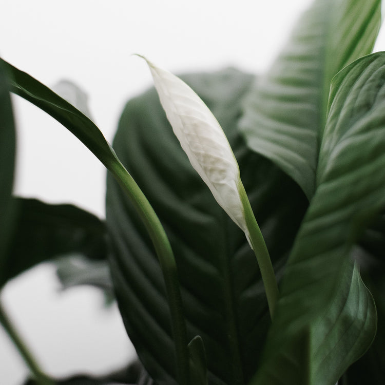 Peace Lily (Spathiphyllum)