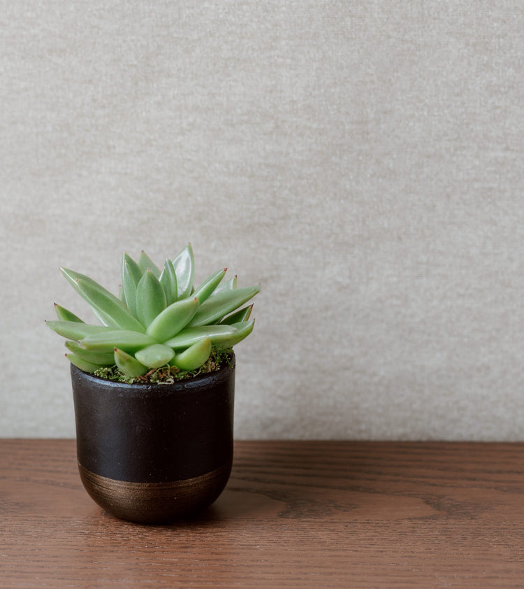 Echeveria Lipstick - Plant Collective