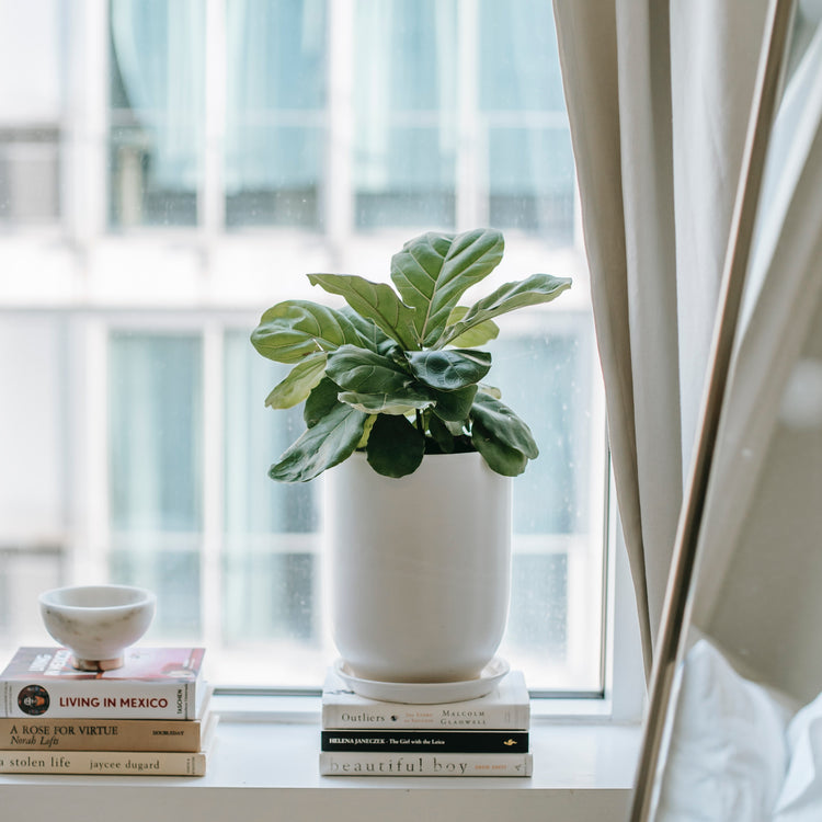 Fiddle Leaf Fig (Bush Form)