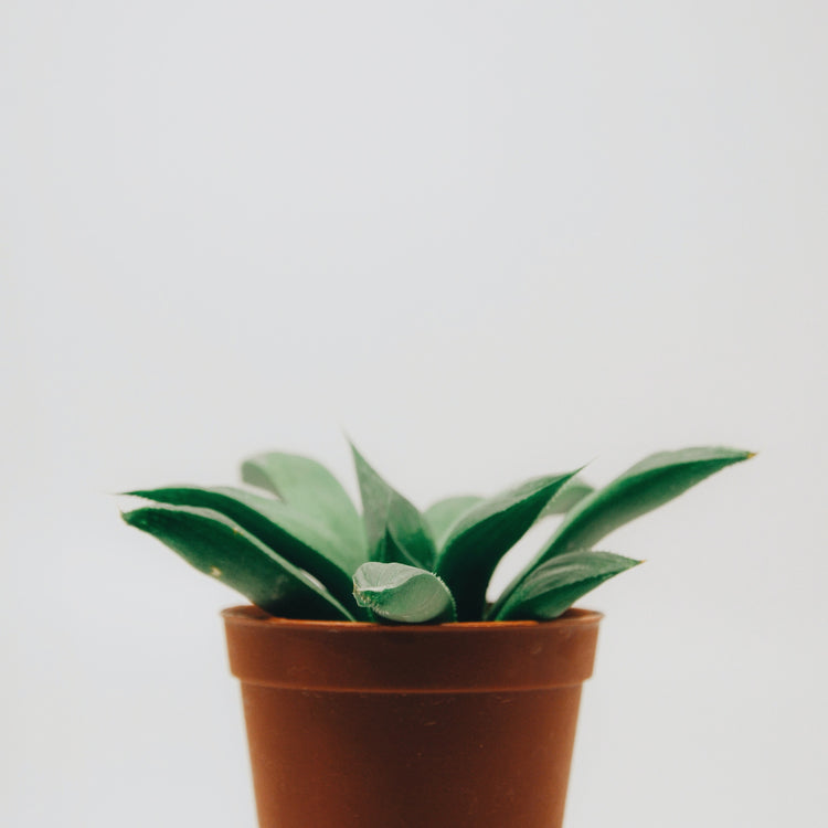 Haworthia Retusa - Plant Collective