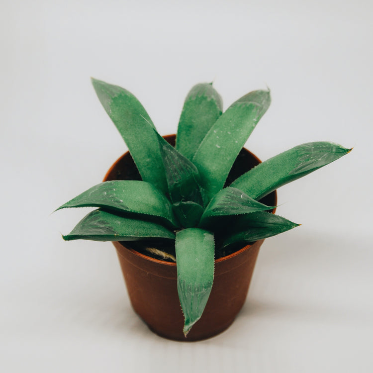 Haworthia Retusa - Plant Collective