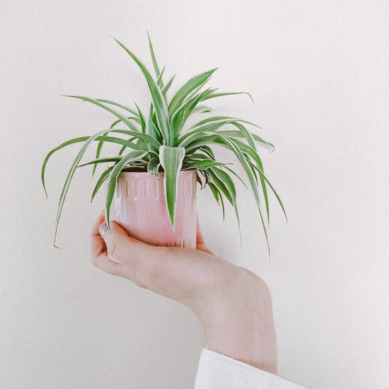 Assorted Spider Plant - Plant Collective