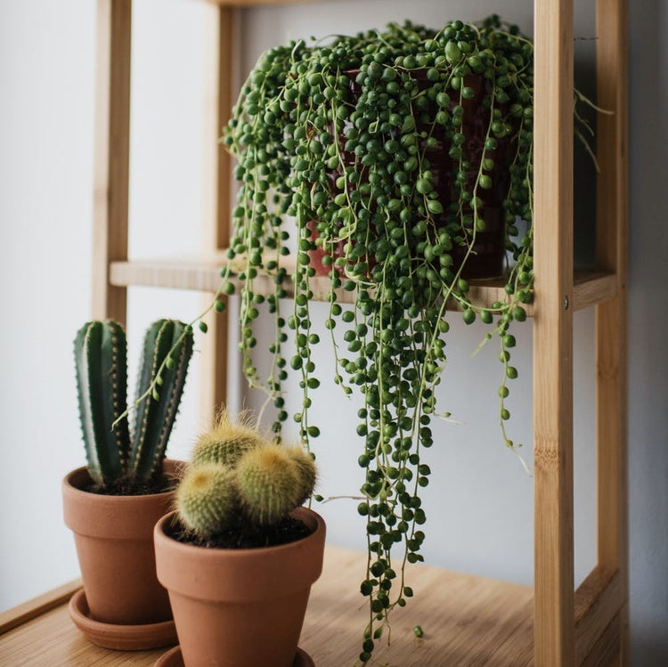 String of Pearls - Plant Collective