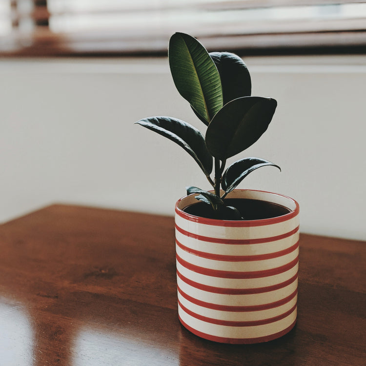 Rubber Plant (Ficus Elastica Burgundy)