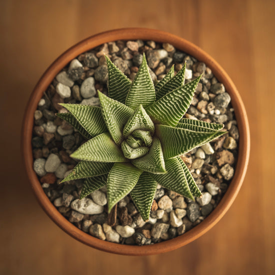 Haworthia "Fairy Washboard" - Plant Collective