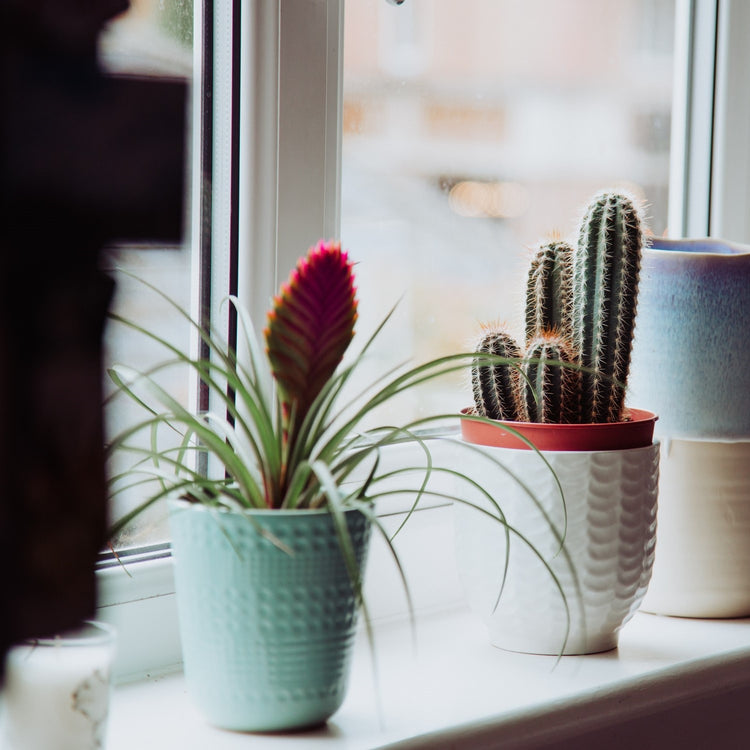 Pink Quill (Tillandsia Cyanea) - Plant Collective