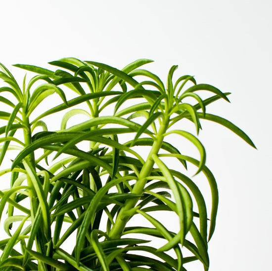 Assorted Peperomia - Plant Collective