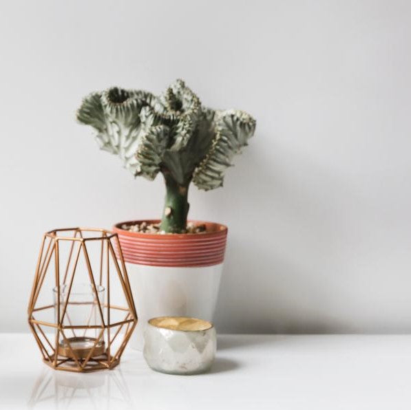 Coral Cactus (Euphorbia) - Plant Collective