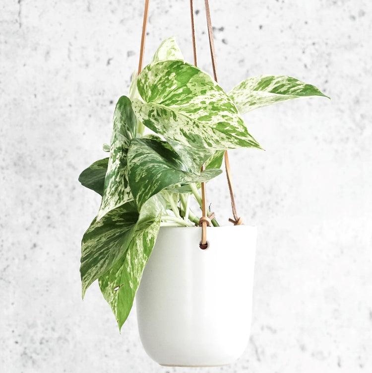 Marble Queen Pothos