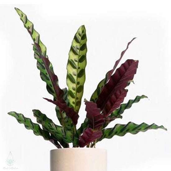 Rattlesnake Plant (Calathea Lancifolia) - Plant Collective